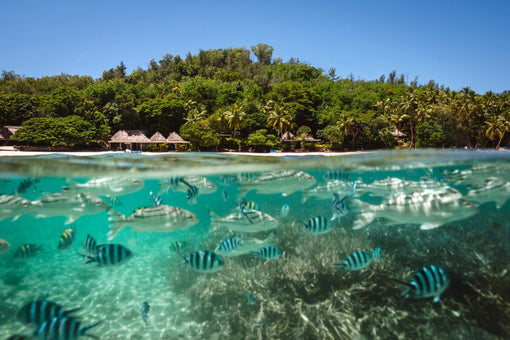 Fiji Tourism Industry Shows Commitment to Creating a Sustainable Future for the Island Nation