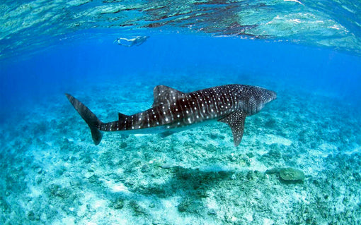 Internship: The Maldives Whale Shark Research Programme